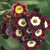 Primula pubescens (hortensis) - Gartenaurikel