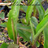 Ranunculus lingua - 1,3l -  Hahnenfuß