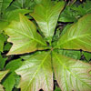 Rodgersia podophylla 'Rotlaub' - 11er - Schaublatt