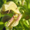 Salvia glutinosa - 11er - Klebriger Salbei