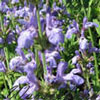 Salvia officinalis lavandulifolia - Gartensalbei