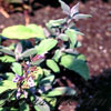 Salvia officinalis 'Purpurascens'  - Gartensalbei