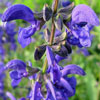 Salvia pratensis 'Twilight Serenade' - Wiesensalbei