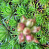 Saxifraga juniperifolia - Steinbrech