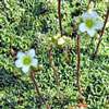 Saxifraga paniculata ssp. minutissima - Steinbrech