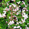 Saxifraga urbium - Porzellanblmchen