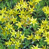 Sedum floriferum 'Weihenstephaner Gold' - Fetthenne