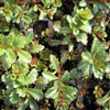 Sedum floriferum 'Weihenstephaner Gold' - Pack - Fetthenne