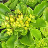 Sedum hybridum 'Immergrnchen' - Fetthenne