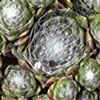 Sempervivum arachnoideum tomentosum - Pack - Spinnwebhauswurz