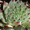 Sempervivum calcareum 'Greeni' - Hauswurz