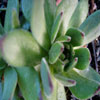 Sempervivum grandiflorum 'Monte Rosa' - Hauswurz