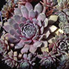 Sempervivum Hybride 'Lavender and Old Lace' - Hauswurz
