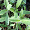 Stachys lavandulifolia - Ziest