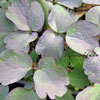 Thalictrum rochebrunianum - 11er - Wiesenraute