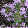 Thymus doerfleri 'Bressingham Pink' - Thymian