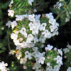 Thymus fragantissima - Thymian