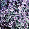Thymus herba-barona - Pfefferthymian