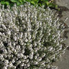 Thymus vulgaris 'Compactus' - Gartenthymian
