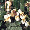 Viola odorata 'Sulphurea' - Duftveilchen