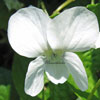 Viola sororia 'Albiflora' - Pfingstveilchen